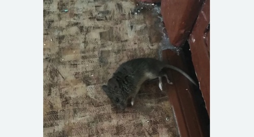 Дезинфекция от мышей в Дмитрове